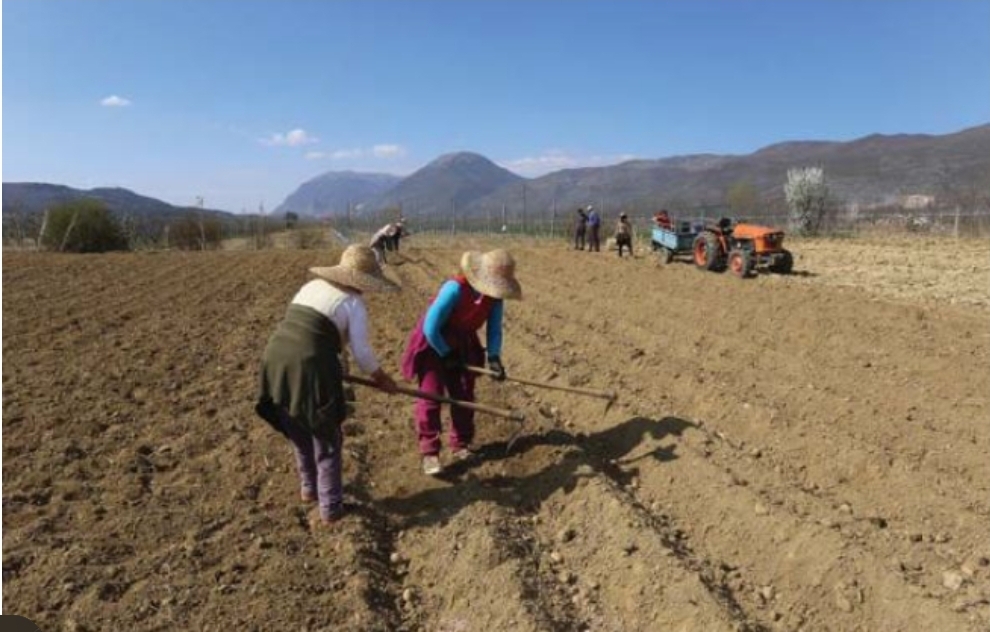 Doli të ρυnojë token, djaIi nga Lushnja nuk u beson sγve nga ajo që zbuIoi në arë (Foto)