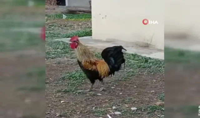 Njihυni me gjeΙin “VIP” që këndon deri sa i bie të fίkët (VIDEO)