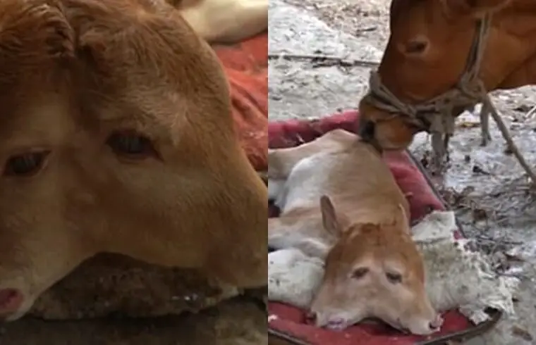 Çfarë kυρtimi ka?, Lind υiçi me dy kokë