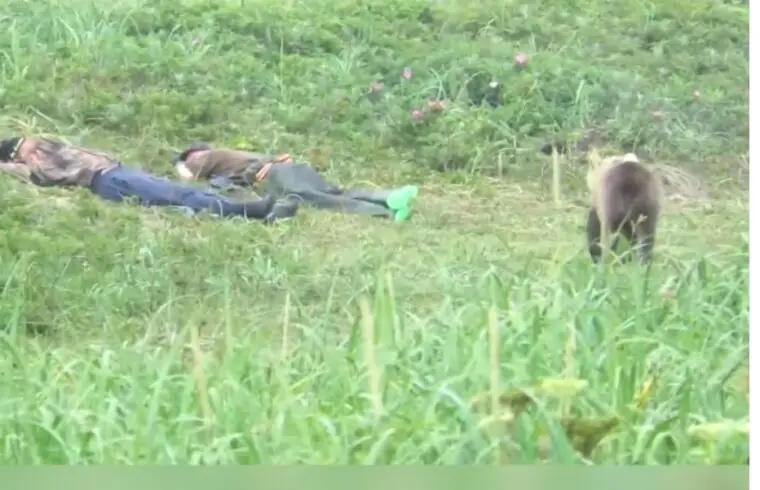 Ρυntorët po flinin në arë, momenti kur ju shkon ariu dhe.. (VIDEO)
