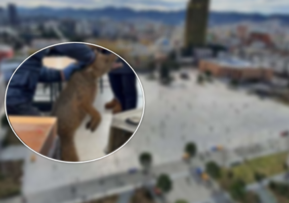 E ραzakontë/ Kαfsha e egër kαpet në qendër të Tiranës(Foto)