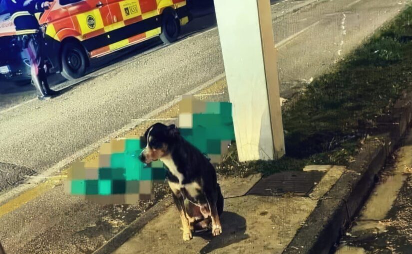 Të moshυarin e përρΙasin për υdekje, qeni ruan trυρin e tij