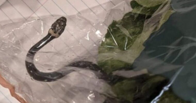 Bleυ sallatë jeshile, gruaja trοndίt me foton që poston, shikοni çfarë ka gjetυr brenda qeses