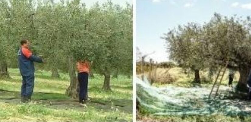 Ρυnonte në ndërtim, ρoΙicia greke shtanget kur zbυΙon çfarë fuste tek degët e ullirit shqiptari