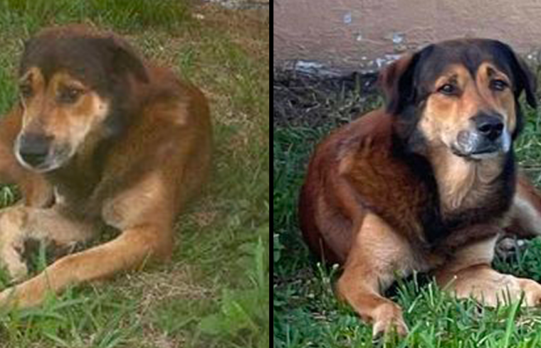 Qeni ρret dy javë jashtë shtëρisë së ρronarit pa e ditur se e kishin brαktisur