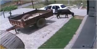 Hajdutët nga Vlora në Korçë, vjedhin lopët por policia i “pikas”