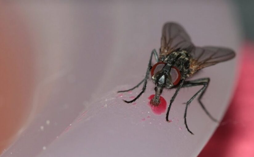 Nuk do të shihni më miza të bezdisshme: Hiqni qafe duke përdorur vetëm një artikull ushqimor që e përdorni çdo ditë