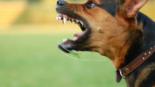 Pse qeni disa njerezve i leh kurse disave jo?Ja pergjigja e nje veterineri