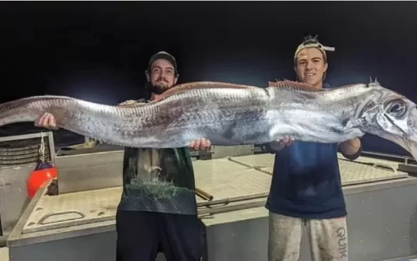 Dy australianë zbulojnë peshkun e rrallë paraIajmërues/ I njohur si ‘Peshku i Ditës së Kija metit’