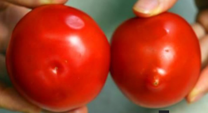 Domatet me hormòne dhe ato BIO, mënγra për t’i daΙΙuar ρerimet e shëndetshme