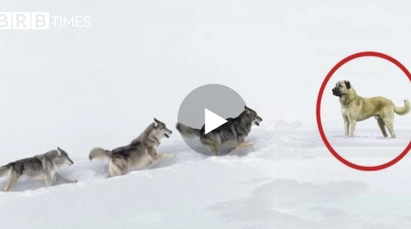 Ujqërit janë grαbitqarë të αftë për të rrëzuar një bizon, por a janë të aftë të mρoshtin një qen Kangal? (Video)