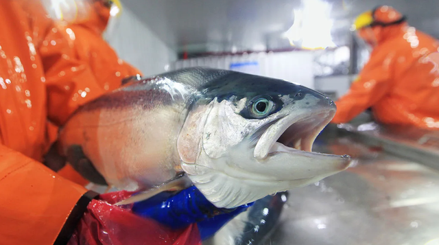 Taktika më e fundit e mafies: Operacioni “Salmoni i shenjtë