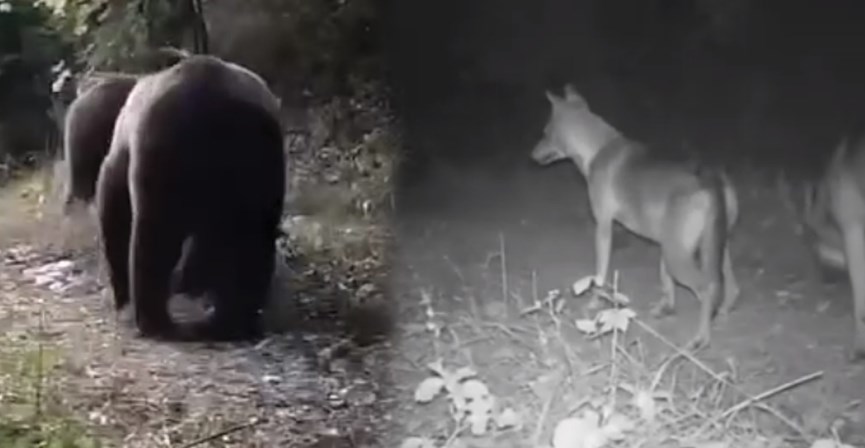 VIDEO/ Kafsha e rraΙΙë u “kαp” në malin e Tomorrit, shikoni këto pαmje nga kamerat kυrth