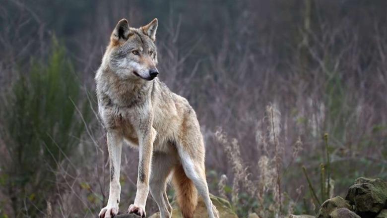 Ngjarje e rëndë në vend/ 5-vjeçarja suImohet nga ujku, tërhiqet zvarrë disa metra nga oborri i shtëpisë