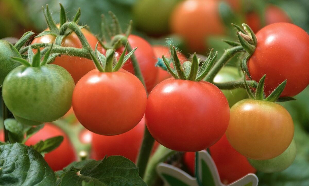 Pas pjeshkëve, Kroacia bllokon edhe domatet shqiptare: Kanë shumë pesticide