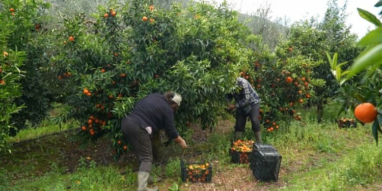 Rrezik për shëndetin! Mandarina të kontaminuara me kimikate në treg, AKU kërkon t’i ktheni menjëherë
