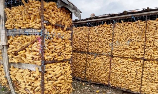 ALARM ushqimor, bllokohen 25 tonë misër nga Serbia!