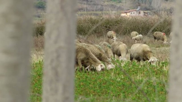 Prokuroria zbulon SKEMËN korruptive të AZHBR në Korçë, si u merrnin nga 500 mijë lekë fermerëve!