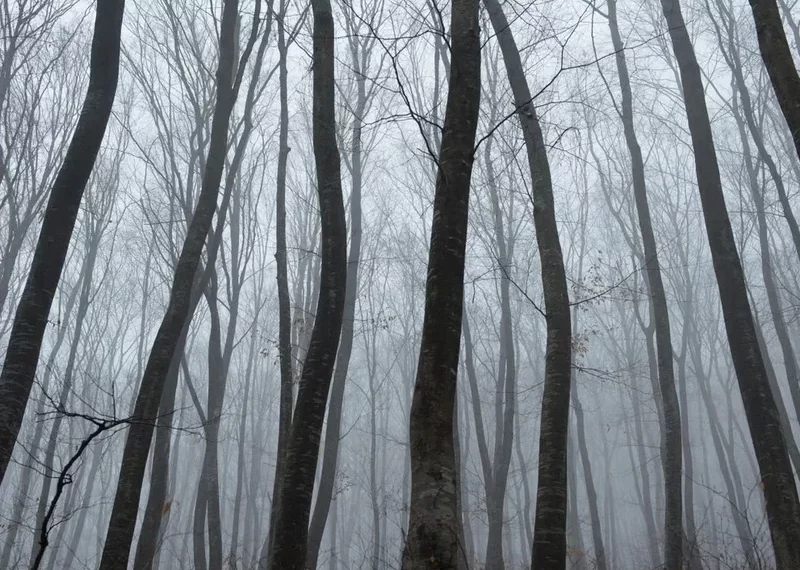 Pylli më i frikshëm në botë – Pemë të shtrembëruara, UFO dhe histori rrëqethëse, ja ku ndodhet