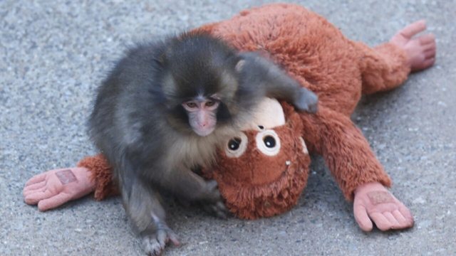 U bë viral në pak kohë, historia e majmunit që përloti botën