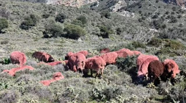 Masë e pazakontë në Greqi, pse fermerët po i lyejnë qengjat me ngjyrë të kuqe (VIDEO)
