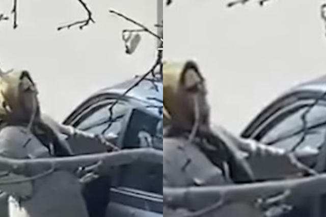 Ç’po ndodh në Tiranë? Persona të dyshimtë tentojnë të rrë mbejnë fëmijët, institucionet asnjë reagim