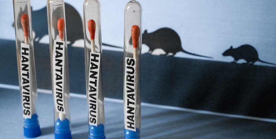 Hantavirùsi pandemia e re? OBSH reagon për herë të parë: Përhapet shumë shpejt